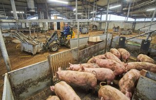 Laatste+varkens+verlaten+Familievarken%2Dstal