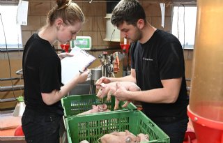 Fokken op varkens met goed gedrag en krulstaart