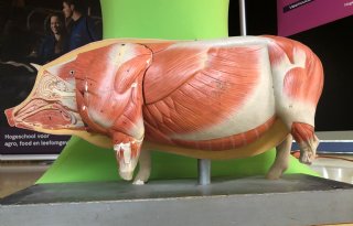 Chinese doorbraak: eerste succesvolle varkenslevertransplantatie bij mens