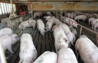 Verenigde+Staten+verwachten+1%2C6+procent+meer+varkensvlees