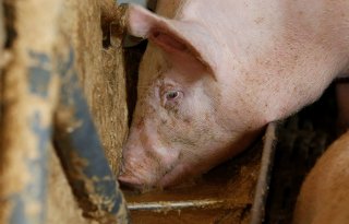 Varkens+eten+meer+vochtrijke+diervoeders