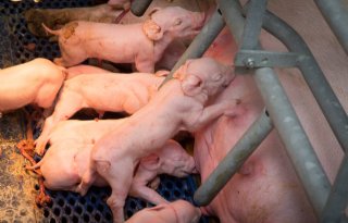 Varkenshouders+die+van+ForFarmers+voeren+verbeteren+hun+resultaten