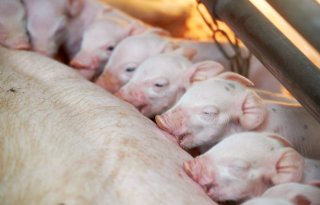 Pleidooi+voor+onafhankelijke+autoriteit+dierwaardige+veehouderij