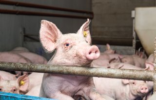 RIVM%3A+antibioticagebruik+in+veehouderij+blijft+laag