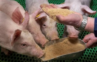 Veevoerconcern+ForFarmers+legt+duurzaamheidslat+nog+wat+hoger