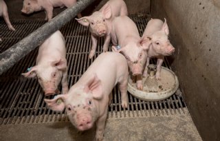 Deense+varkenssector+merkt+vaker+dat+medicijnen+niet+meer+werken