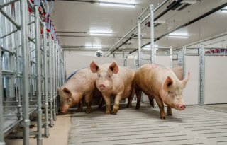 Topigs+Norsvin%2Dvarkens+arriveren+op+Nucleus%2Dbedrijf+in+Canada