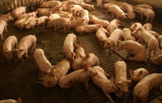 Hongaars MKZ-contactbedrijf met 10.000 varkens preventief geruimd