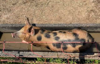 GoedGehouden+van+Caring+Farmers+toont+boeren+met+buitenvarkens