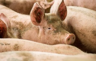 Rabobank+verwacht+dat+daling+varkensvleesproductie+afvlakt