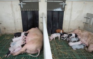 Geld+voor+varkenshouders+met+dierenwelzijnsproject