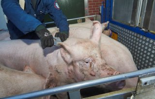 Teruggang+in+varkensproductie+is+beperkt+gebleven
