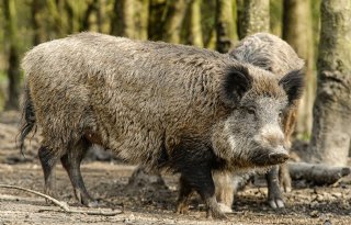 Duitsland+zoekt+met+man+en+macht+naar+AVP%2Dhaard