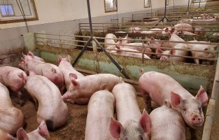 Enkel+varkens+met+krulstaarten+in+Noorwegen