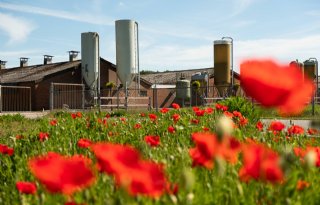 Nog+steeds+hoog+risico+op+verspreiding+varkenspest