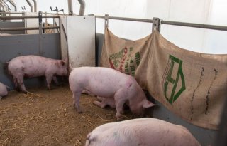 NVWA+begint+naleefmeting+dierenwelzijn+in+varkenshouderij