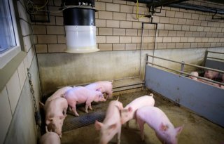 Vijf+kansrijke+technieken+voor+ammoniakreductie+bij+varkens