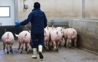 Toezicht NVWA zorgt voor vertraging bij varkens lossen