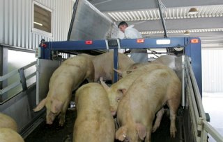 Britse markt varkensvlees in beweging