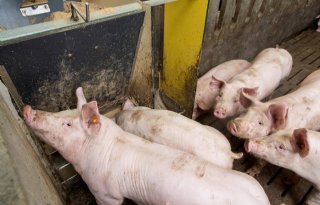 Vijfde+kwartier+Belgische+varkens+op+weg+naar+China
