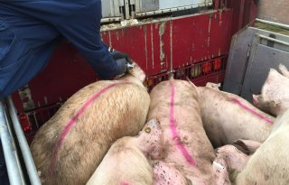 Export+vleesvarkens+10+procent+hoger+in+2023