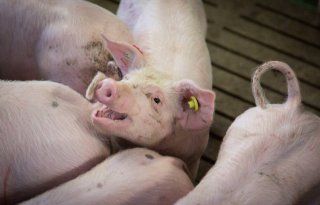 Aantal+varkensrechten+in+vijf+jaar+met+8%2C7+procent+gedaald