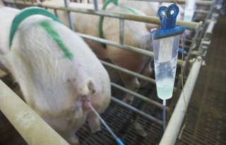 Meer+fokzeugen%2C+minder+varkensbedrijven+in+Nedersaksen