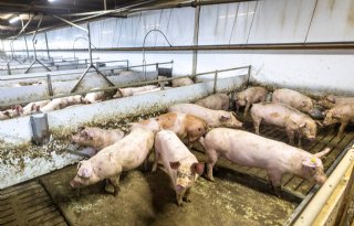 Vleesvarkens met krulstaat Finsterwolde varkensbedrijf Driessen-029 