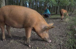 Vooral+parasieten+gebaat+bij+buitenuitloop+voor+varkens