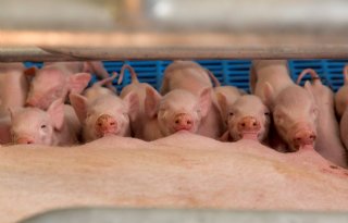 Topigs+Norsvin+100+procent+in+boerenhanden