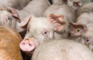 Onderzoekers Edinburgh creëren PRRS-resistente varkens met gene-editing