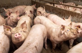 Groei+grotere+groepen+vleesvarkens+lager