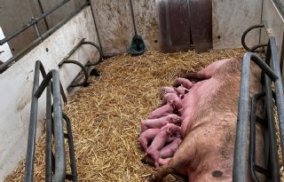 Biologische kraamzeug met pas geboren biggen 