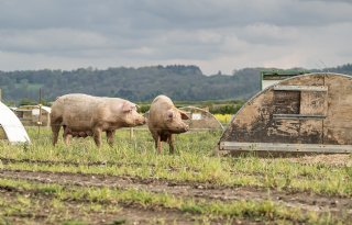 Waitrose+stapt+vanaf+2027+volledig+over+op+Brits+scharrelvarkensvlees