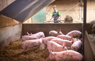 Varkens+hebben+meerwaarde+voor+biologische+melkveehouderij+Adriana+Hoeve
