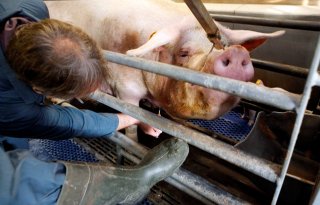 Gerichte+monitoring+vogelgriep+bij+varkens