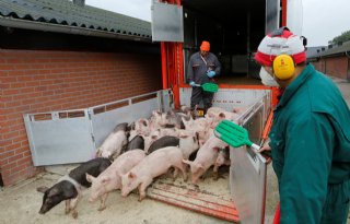 Varkensstal+leeghouden+bij+hoge+mestafzetkosten+niet+interessant