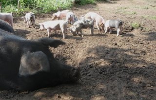 Afrikaanse+varkenspest+ontdekt+in+Hessen+door+dagelijkse+controle
