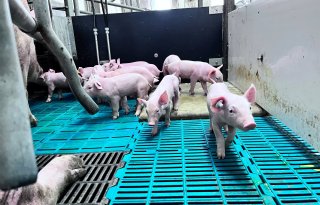 Zeugenstapel+Europese+Unie+stijgt+met+1%2C4+procent