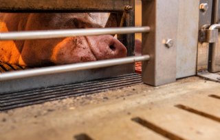 Microklimaat+bij+zeugenkop+optimaliseren
