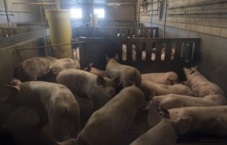 Elf+jaar+Afrikaanse+varkenspest+kost+Poolse+varkenssector+4%2C7+miljard+euro