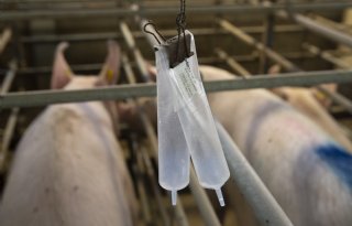 Duits%2DNederlandse+fusie+in+varkens+KI%2Dland