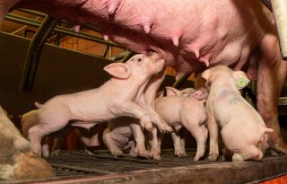 Nieuwe+stappen+gezet+in+Convenant+dierwaardige+veehouderij