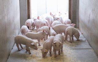 Vleesvarkensprijzen blijven laag, biggenmarkt toont eerste herstel