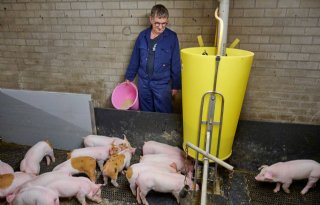 Gevoelige+Duroc%2Ddarmen+dienen+zich+rustig+te+ontwikkelen