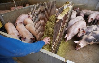 Keten+Duurzaam+Varkensvlees+zoekt+meerdere+ambassadeurs