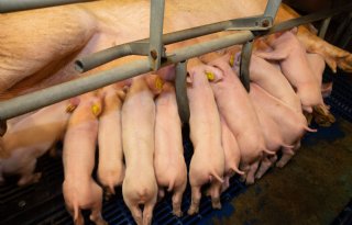 Voldoende+ruimte+en+voerplek+essentieel+voor+groei+en+welzijn+biggen