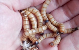 Extra+ijzer+via+insecten+is+goed+voor+dier+en+mens