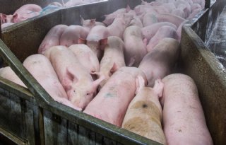 Alternatieve+gassen+en+elektrische+verdoving+beter+voor+dierenwelzijn+dan+CO2
