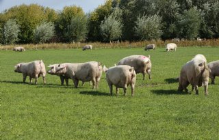 Britse+varkensvleessector+heeft+niet+geprofiteerd+van+Brexit